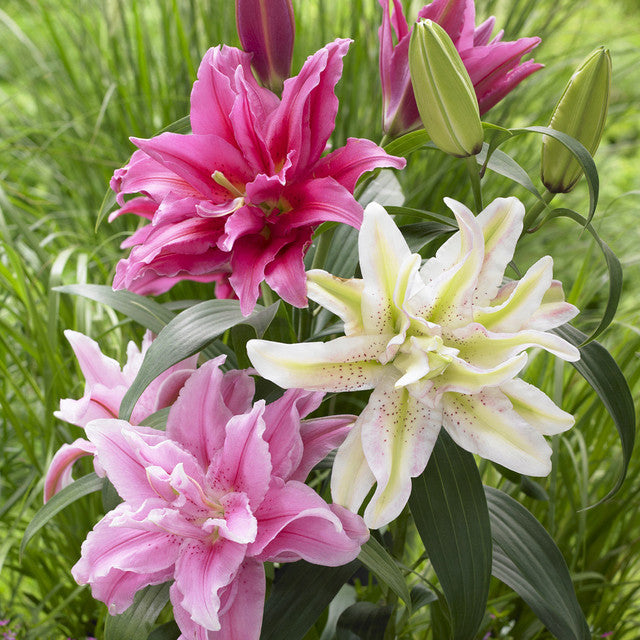 Lilium Mixed Double Oriental pack of 5