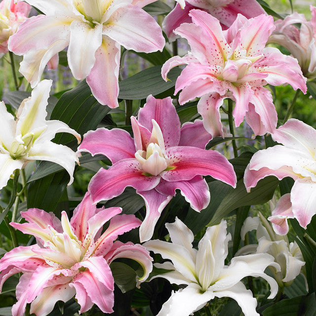 Lilium Mixed Double Oriental pack of 5
