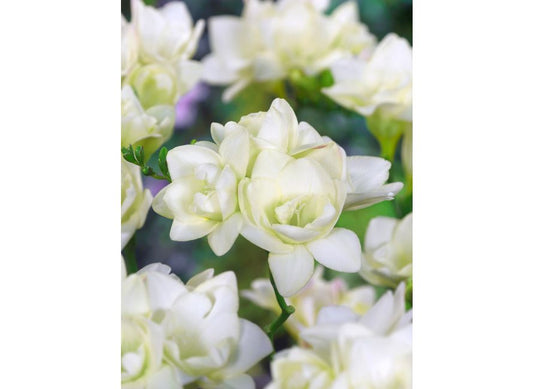 Freesia Giant Double White Pack of 20