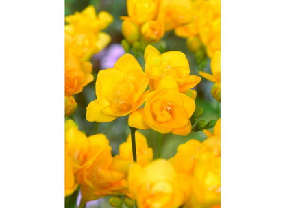 Freesia Giant Double Yellow Pack of 20