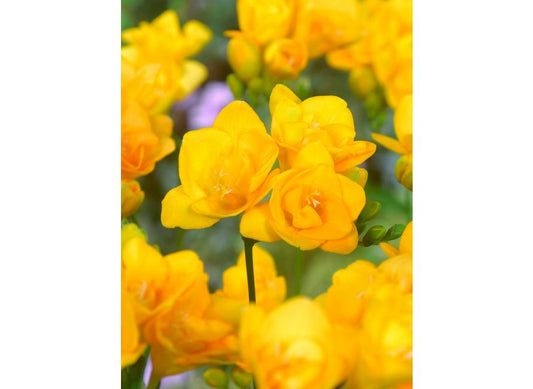 Freesia Giant Double Yellow Pack of 20