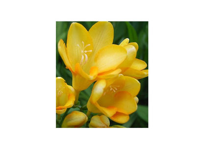 Freesia Giant Double Yellow Pack of 20