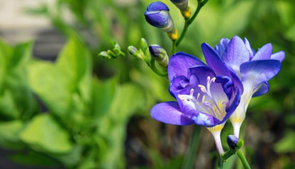 Freesia Double Blue Bulbs – Fragrant Double Flowers