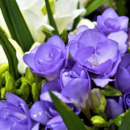 Freesia Double Blue Bulbs – Fragrant Double Flowers
