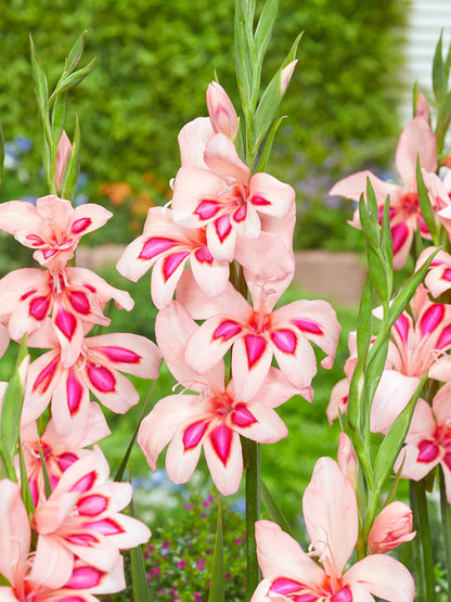 Gladiolus Nanus Mix | Pack of 20