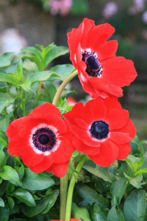 anemone Hollandia | Pack of 10