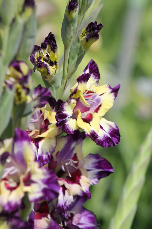 Gladiolus Colour Club | Pack of 10