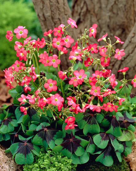 Oxalis deppei ‘Iron Cross’ | Pack of 20 Bulbs