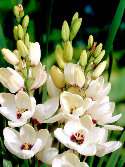 Ixia Hogart 5/6 cm | Pack of 20 | SALE 50%