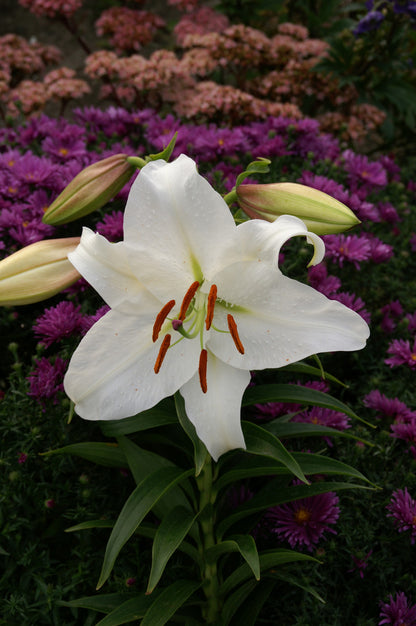Lilium Casa Blanca | Pack of 2