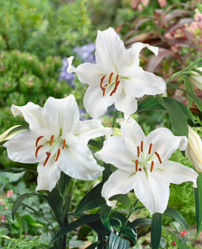 Lilium Casa Blanca | Pack of 2