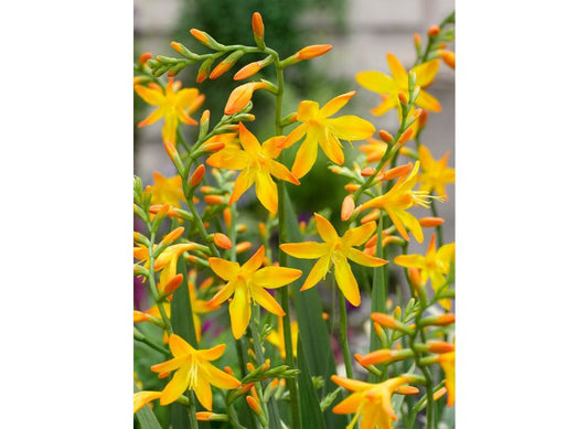 Crocosmia George Davison Pack of 20
