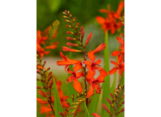 Crocosmia Lucifer Pack of 10