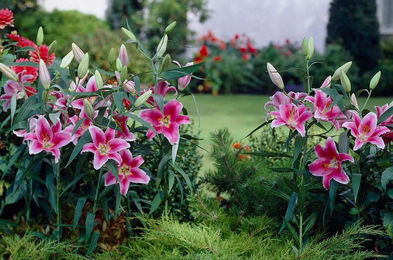 Lilium Stargazer pack of 2