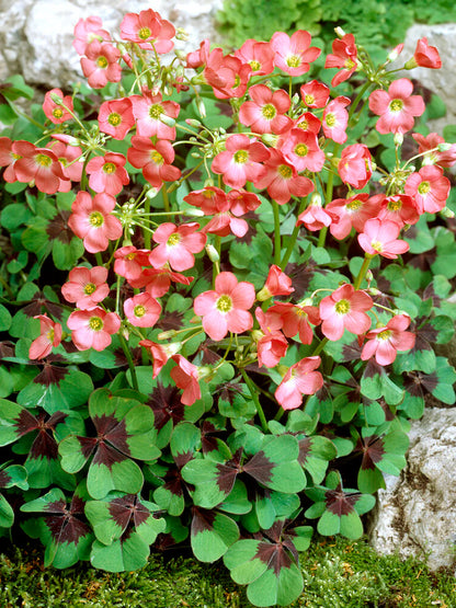 Oxalis deppei ‘Iron Cross’ | Pack of 20 Bulbs