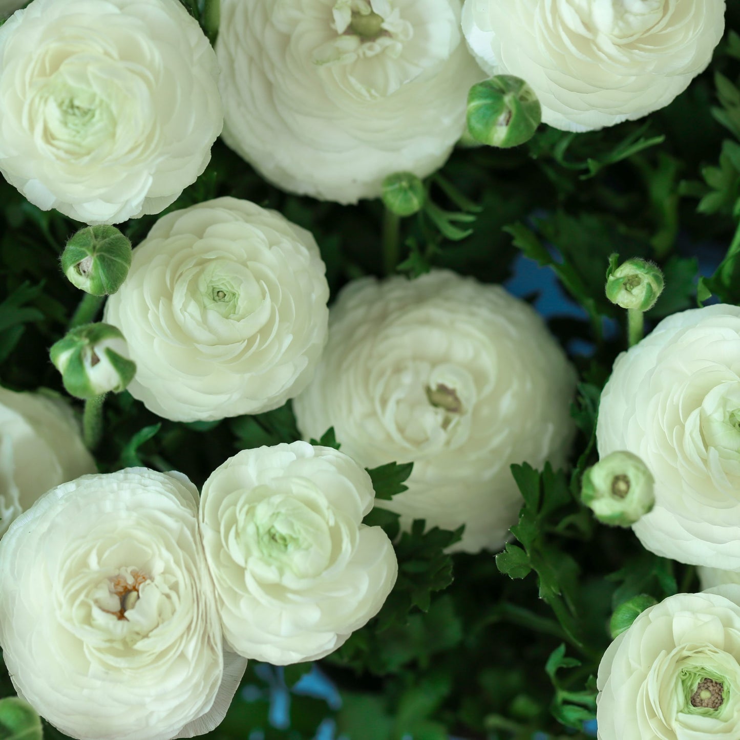 Ranculus Tomoer White