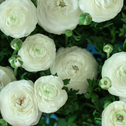 Ranculus Tomoer White