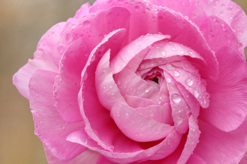 Ranculus Tomoer Pink | Pack of 20