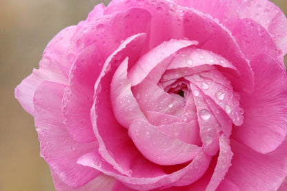 Ranculus Tomoer Pink | Pack of 20