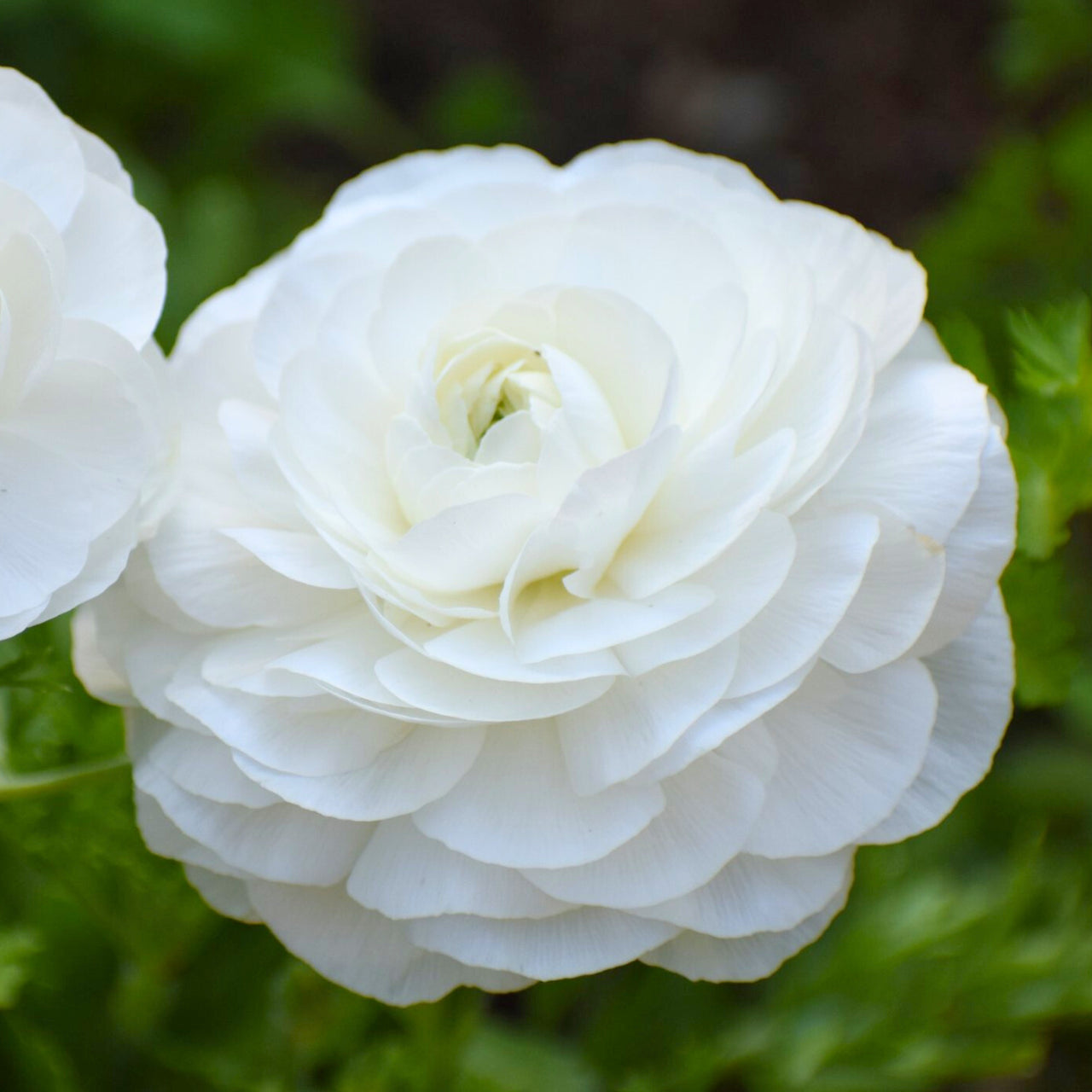 Ranculus Tomoer White