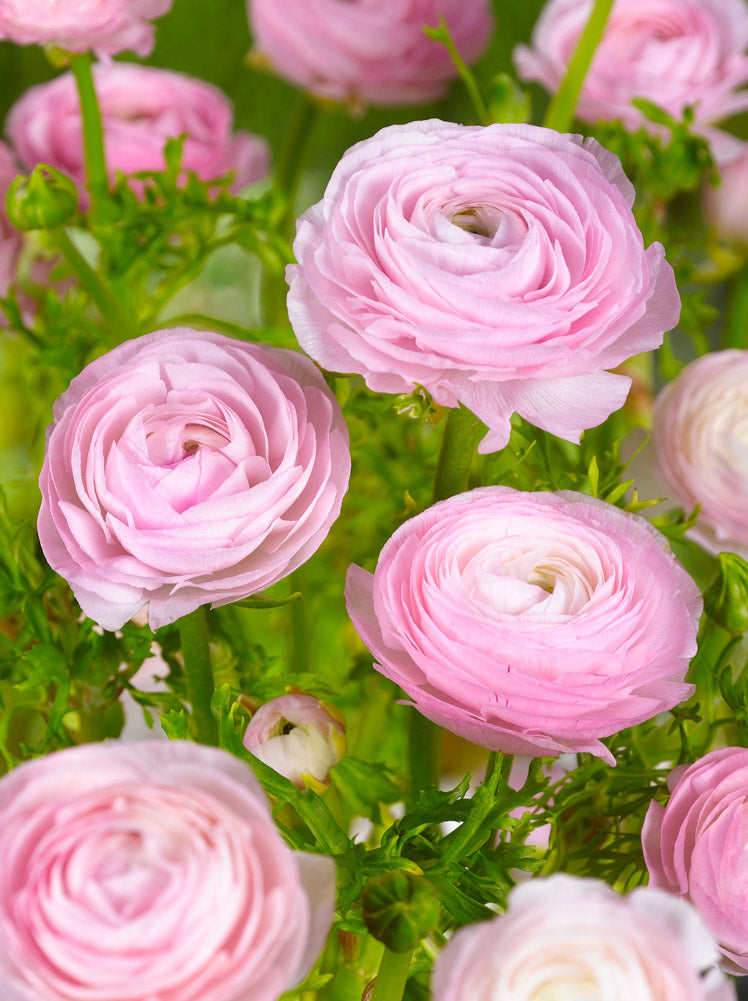 Ranculus Tomoer Pink | Pack of 20