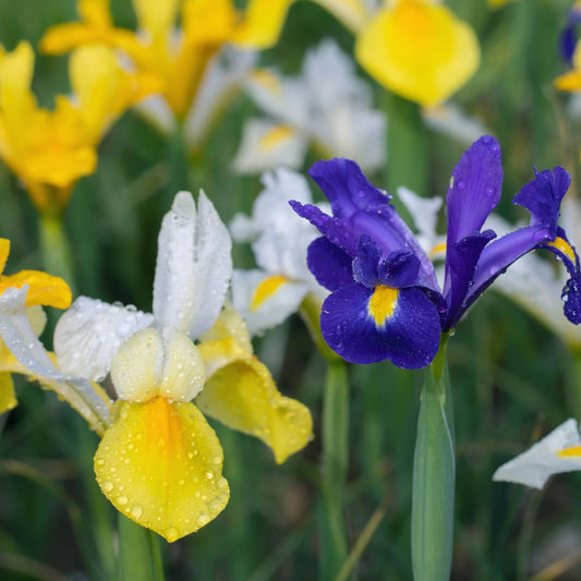Iris Holandica Cat B | Pack of 10