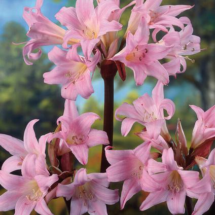 Amaryllis ‘Bella Donna’ | Pack of 1