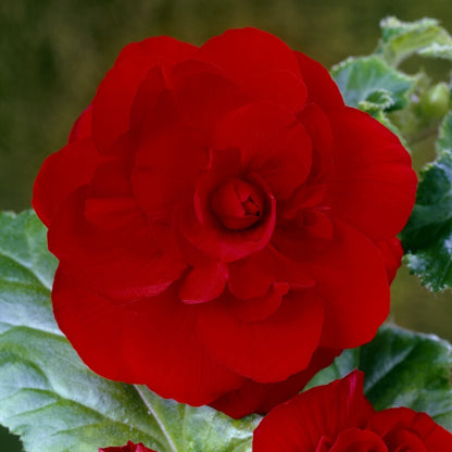 Begonia Double Mix – 5/6 cm  | Pack of 5