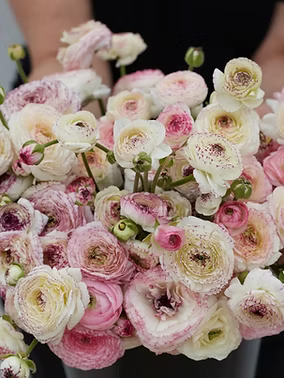 Ranculus Tommer Picotte