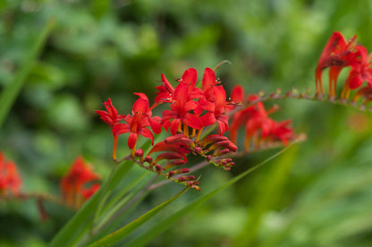 Crosomia Large Flowering | Pack of 10