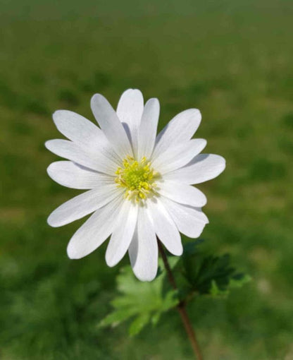Anemone Blanda Mix 5/6 - 6/7 cm  | Pack of 20 Cat A