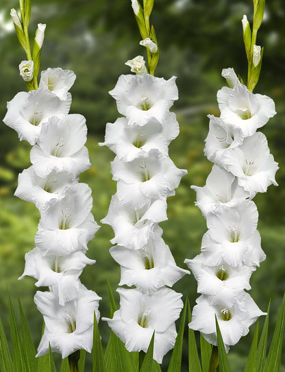 Gladius Alexandre The Great | 20 Bulbs Cat B