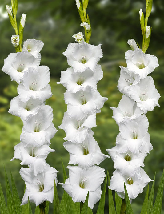 Gladius Alexandre The Great | 20 Bulbs Cat B
