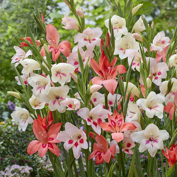 Gladiolus Nanus Mix | Pack of 20
