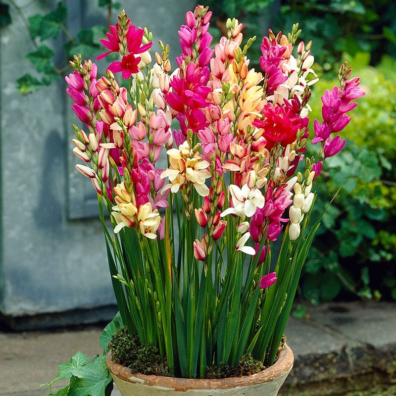 Ixia Hogart 5/6 cm | Pack of 20 | SALE 50%