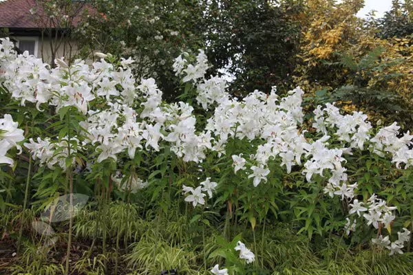 Lilium Casa Blanca | Pack of 2
