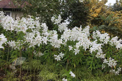 Lilium Casa Blanca | Pack of 2