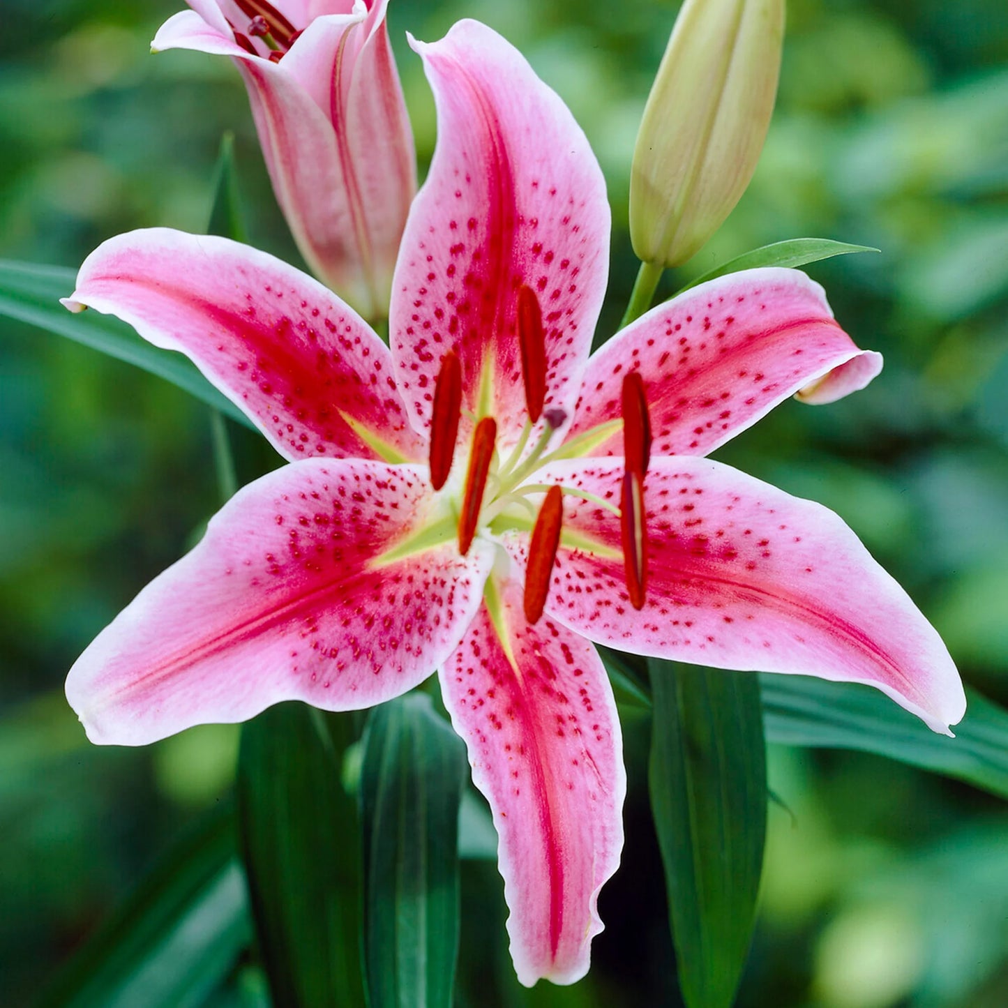 Lilium Stargazer pack of 2