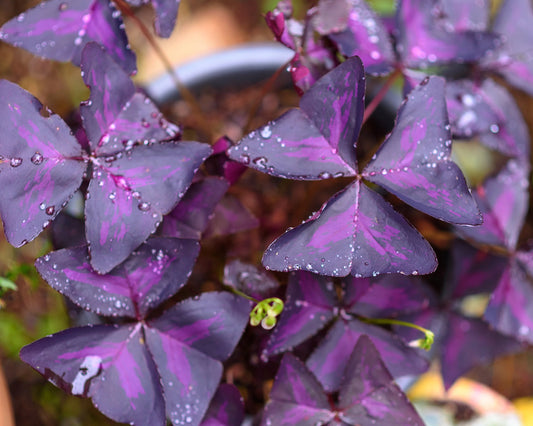 Oxalis Triangularis Pack of 10