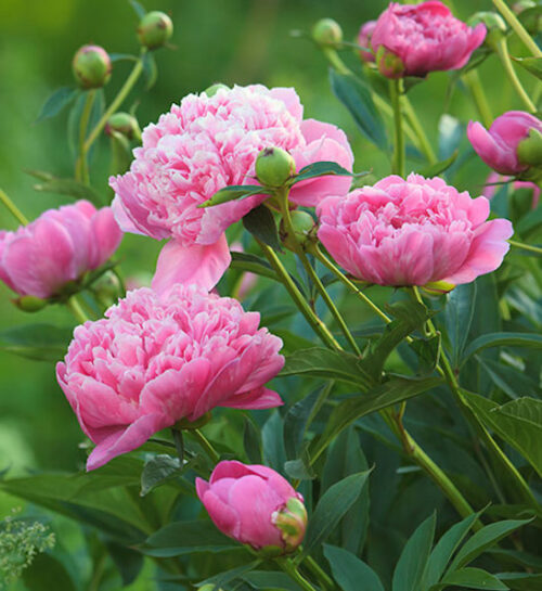 Dhalia Alekxandre Fleming | pack of 1