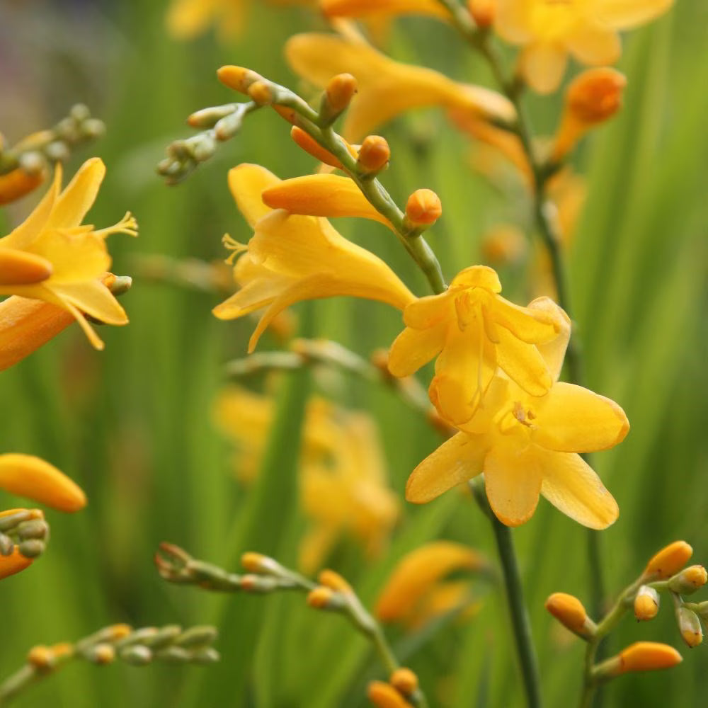 Crocosmia George Davison Pack of 20