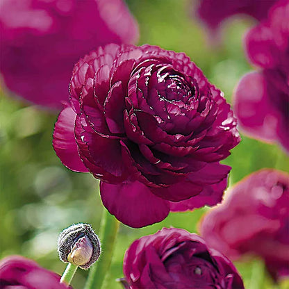 Ranculus Tommer Purple
