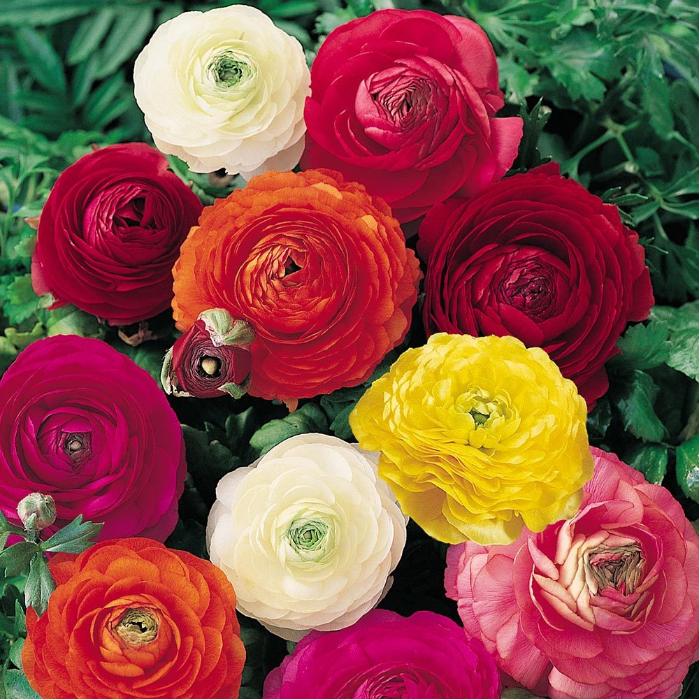 Ranculus Mix 20 Pices