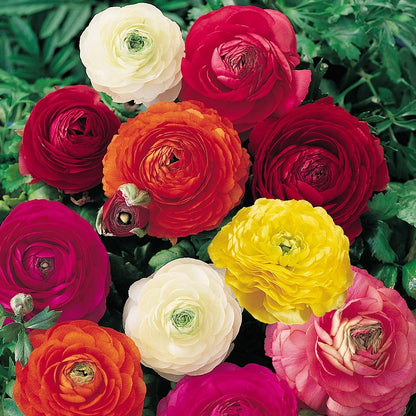 Ranculus Mix 20 Pices