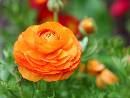 Ranunculus Tomer Orange  Bulbs (Pack of 20)