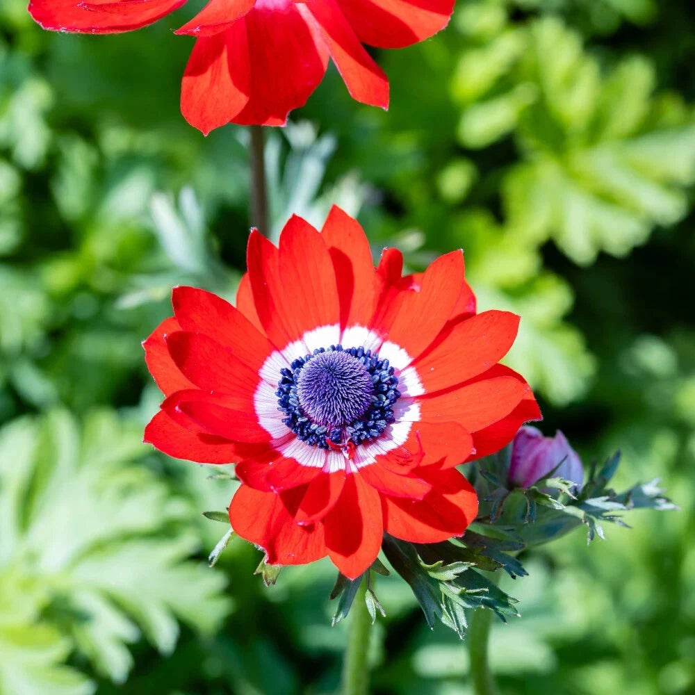 20 Anemone Bulbs The Governor Spring Summer Flowering Hardy Flower Plant Corms