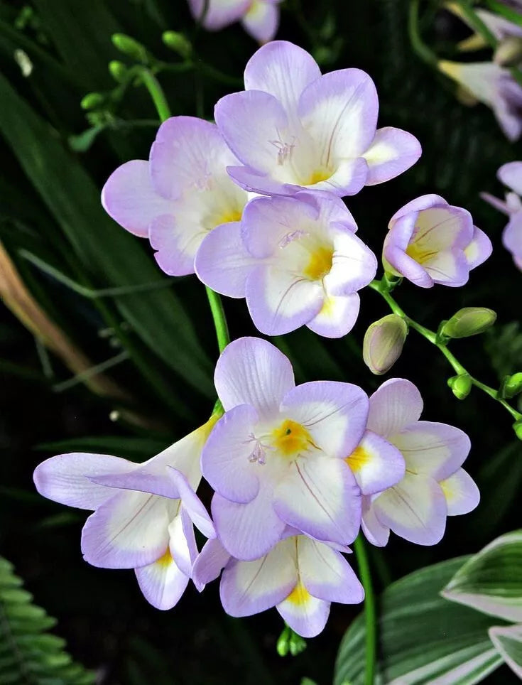 20 Freesia BLUE Single Bulbs – 20-Pack of 5/6 Corms | Beautiful Blue Flowers