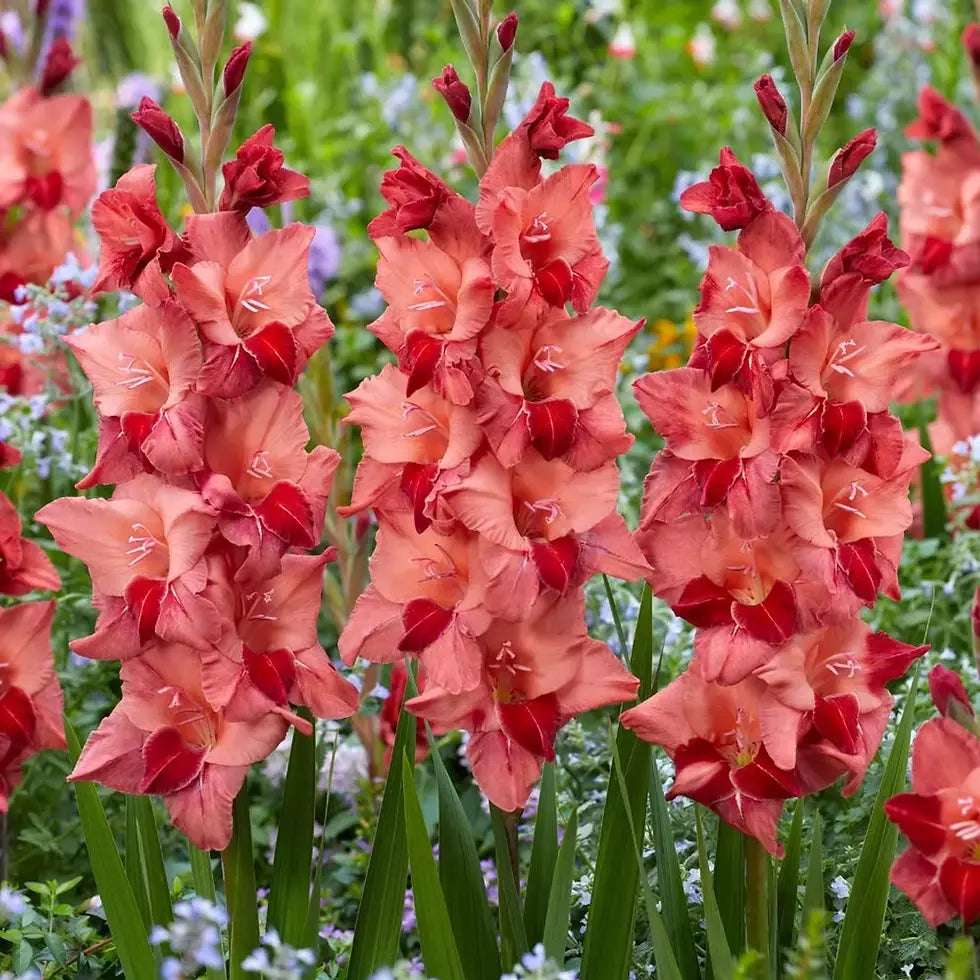 10 Gladioli Gladiolus Soul Summer Flowering Bulbs Plant Perennial Garden
