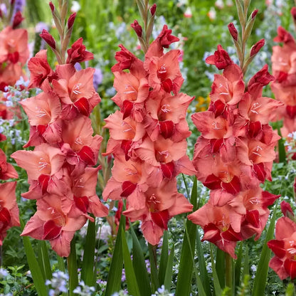 10 Gladioli Gladiolus Soul Summer Flowering Bulbs Plant Perennial Garden Cat B