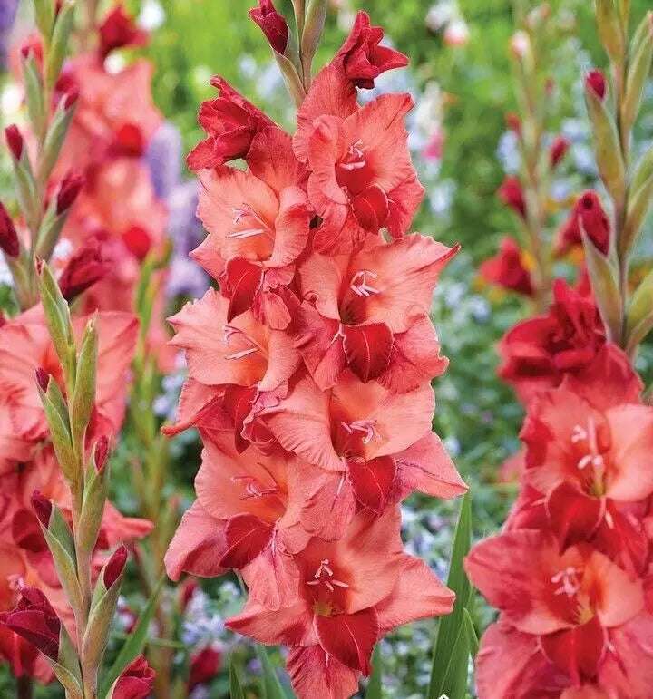 10 Gladioli Gladiolus Soul Summer Flowering Bulbs Plant Perennial Garden